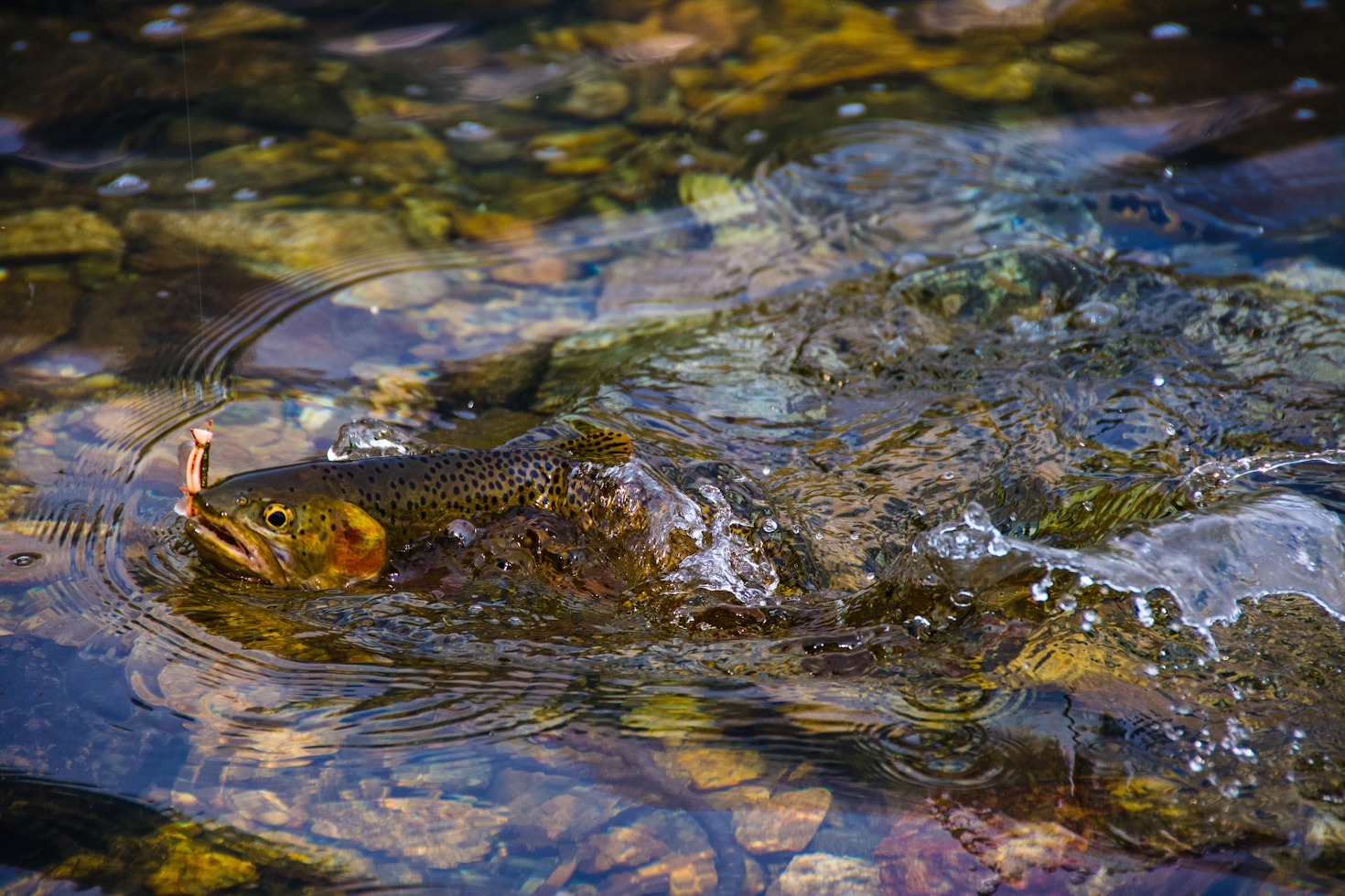 Essential Fishing Techniques For Beginners